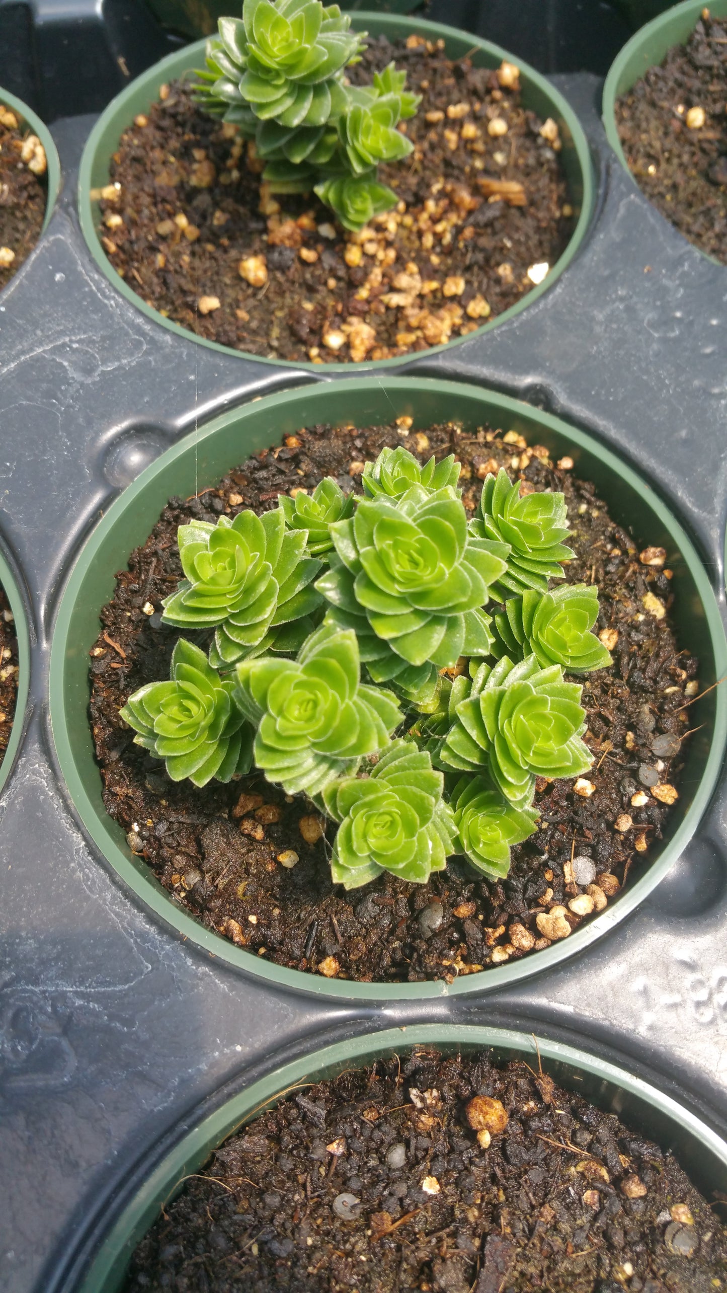 Crassula 'Spiralis Estagnol'