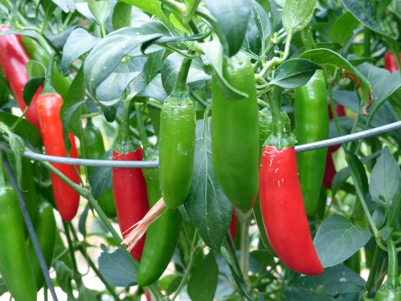 PEPPER 'Serrano Tampiqueño'