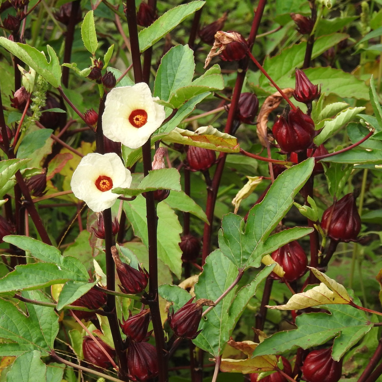 HIBISCUS 'Roselle' --Hibiscus sabdariffa--