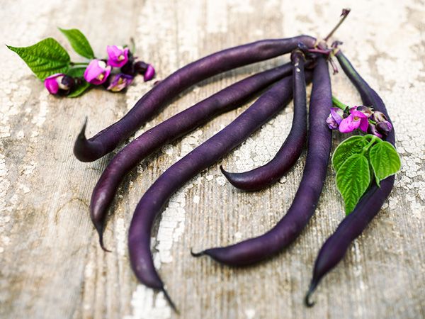 BEAN 'Royalty Purple'
