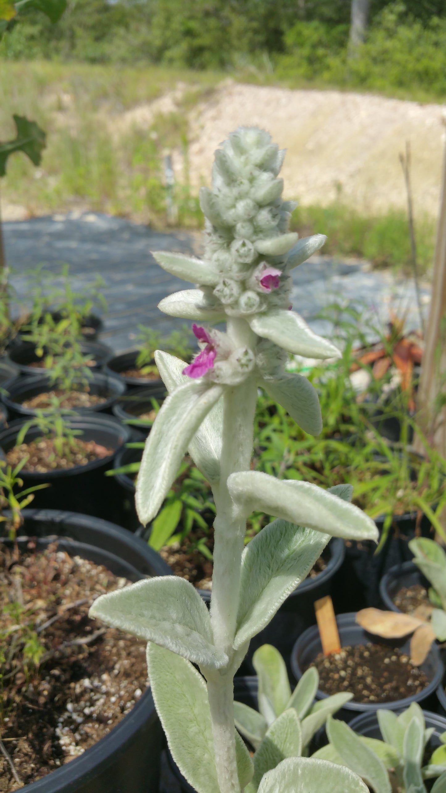 Stachys byzantina --Lamb's Ear--