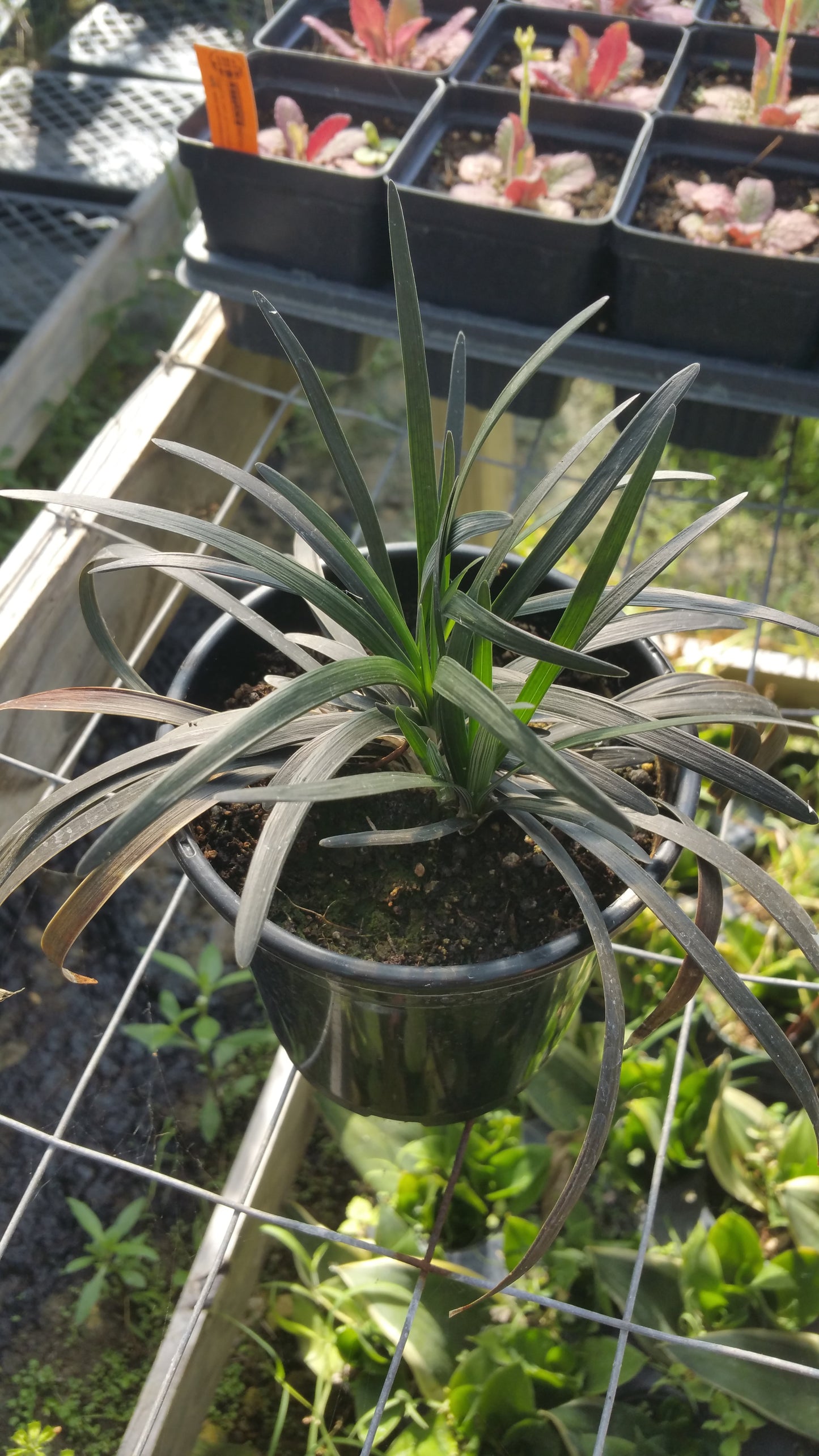 Ophiopogon planiscapus 'Nigrescens' --Black Mondo Grass--