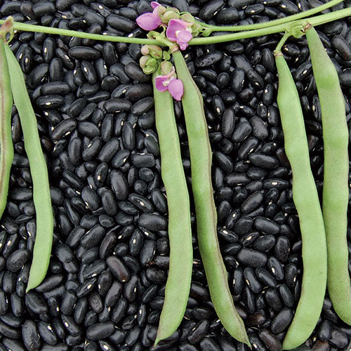 BEAN 'Cherokee Trail of Tears'