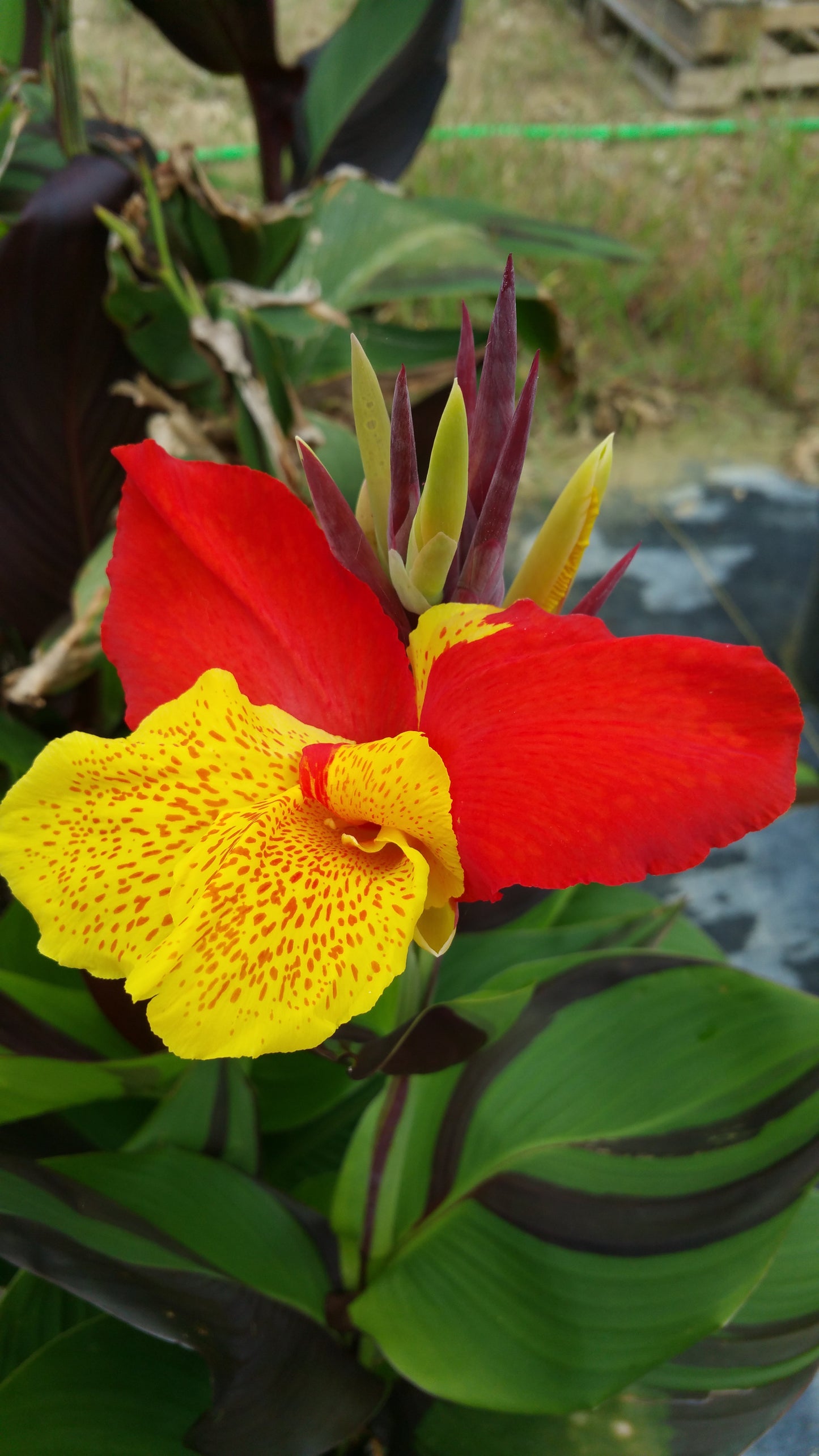Canna x generalis 'Cleopatra'