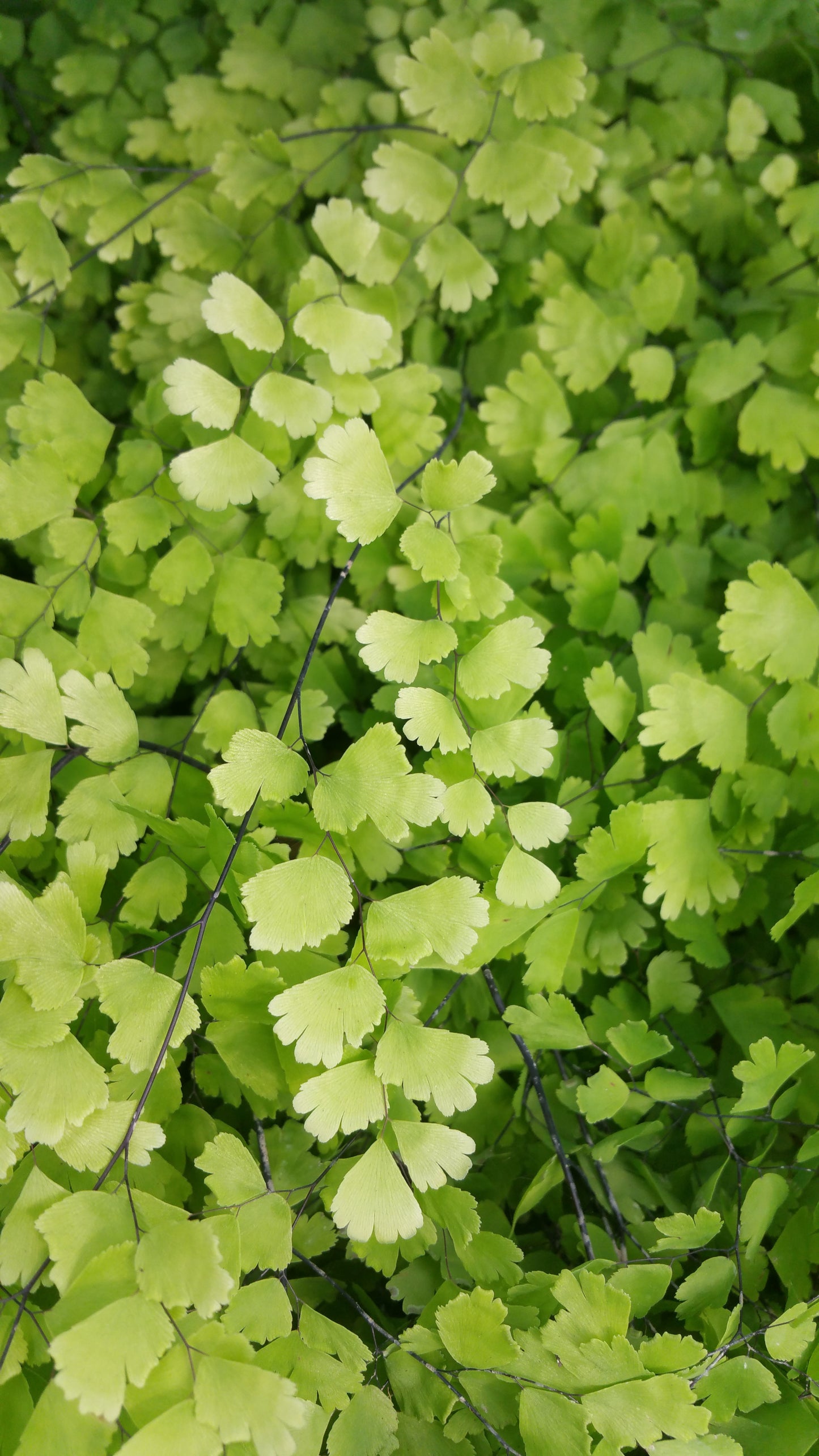 Adiantum capillus-veneris --Maidenhair Fern--
