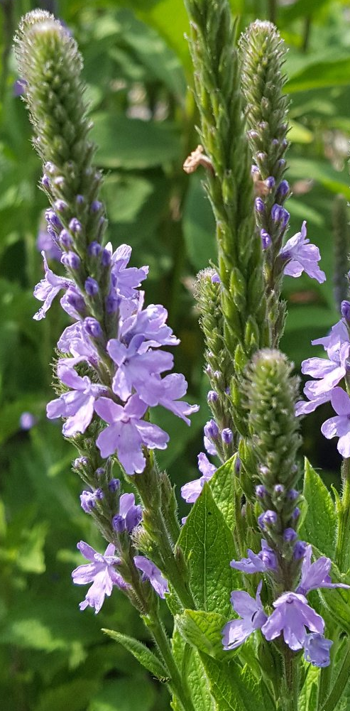 Verbena stricta --Hoary Verbena--