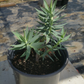 Euphorbia rigida --Gopher Plant--