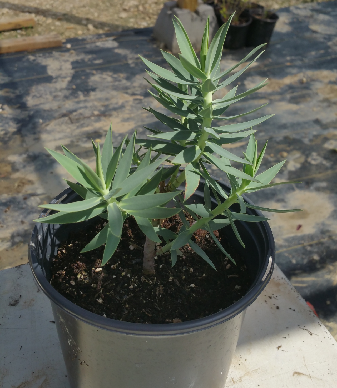 Euphorbia rigida --Gopher Plant--