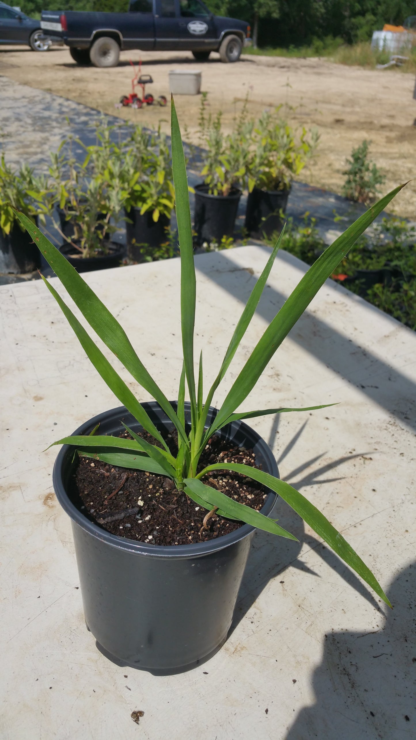 Eryngium yuccifolium --Rattlesnake Master--