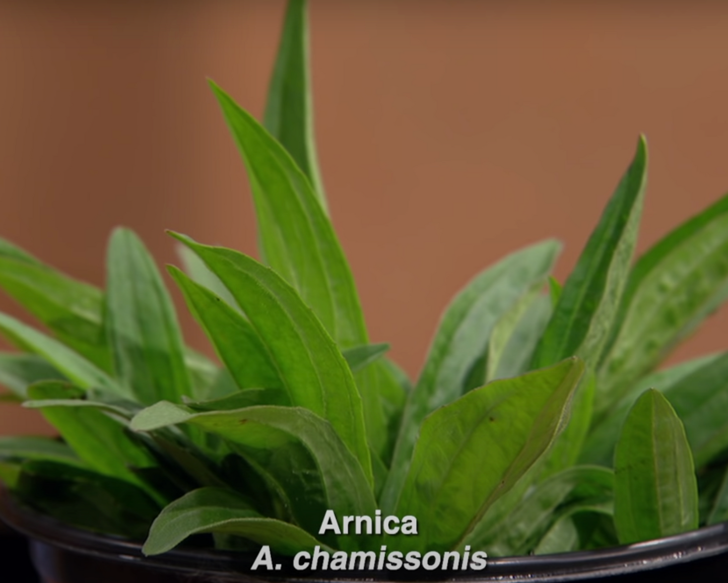 ARNICA 'Chamisso' --Arnica chamissonis--