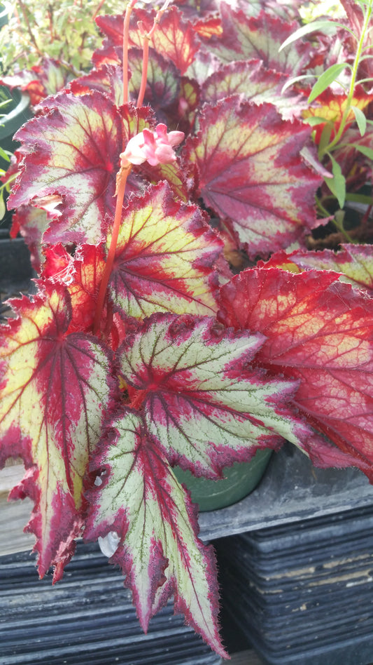 Begonia rex 'Ring of Fire'