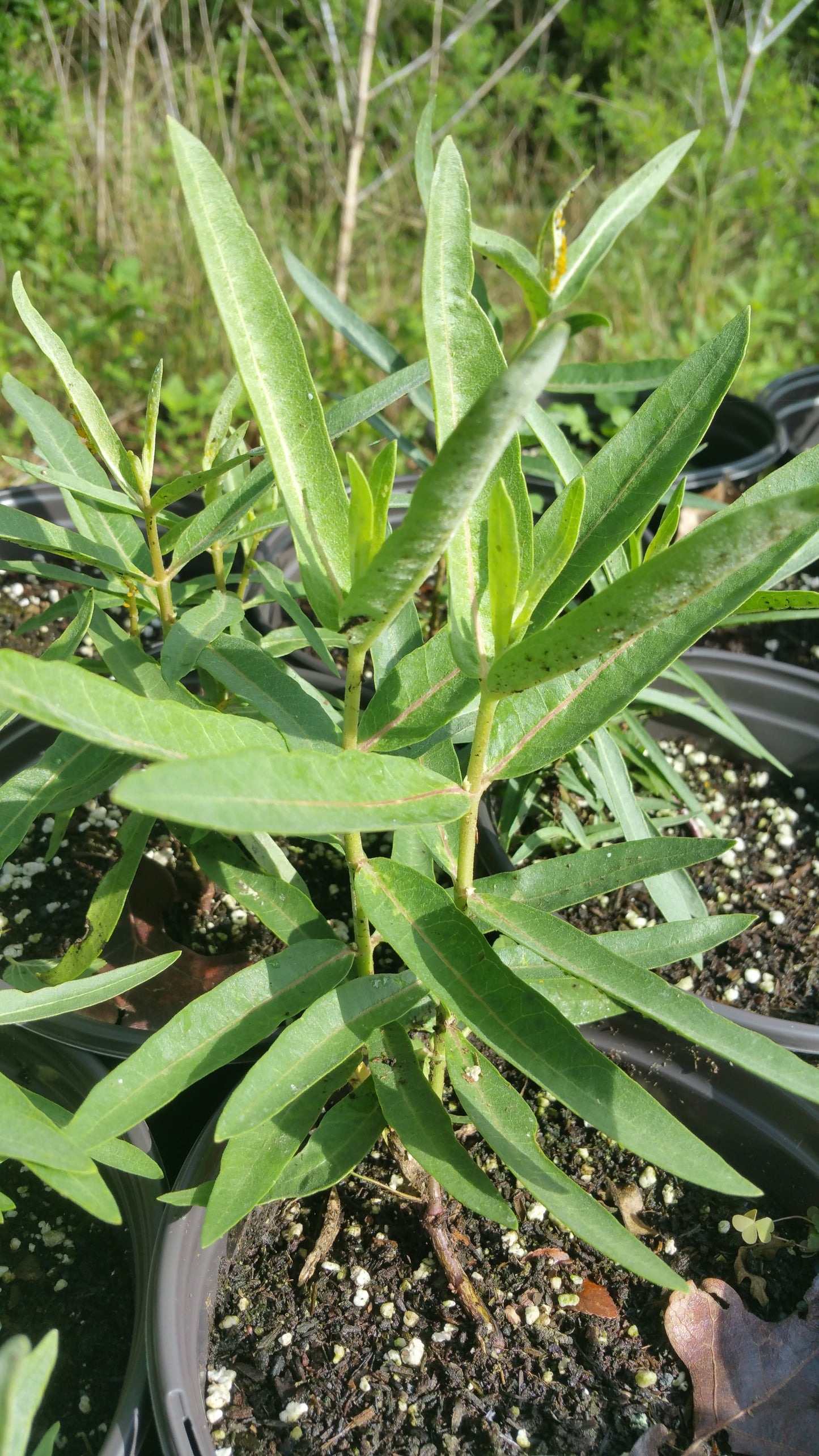 Asclepias speciosa --Showy Milkweed--