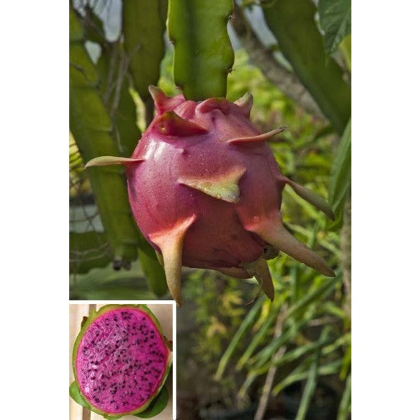 DRAGON FRUIT 'Edgar's Baby' --Hylocereus hybrid--