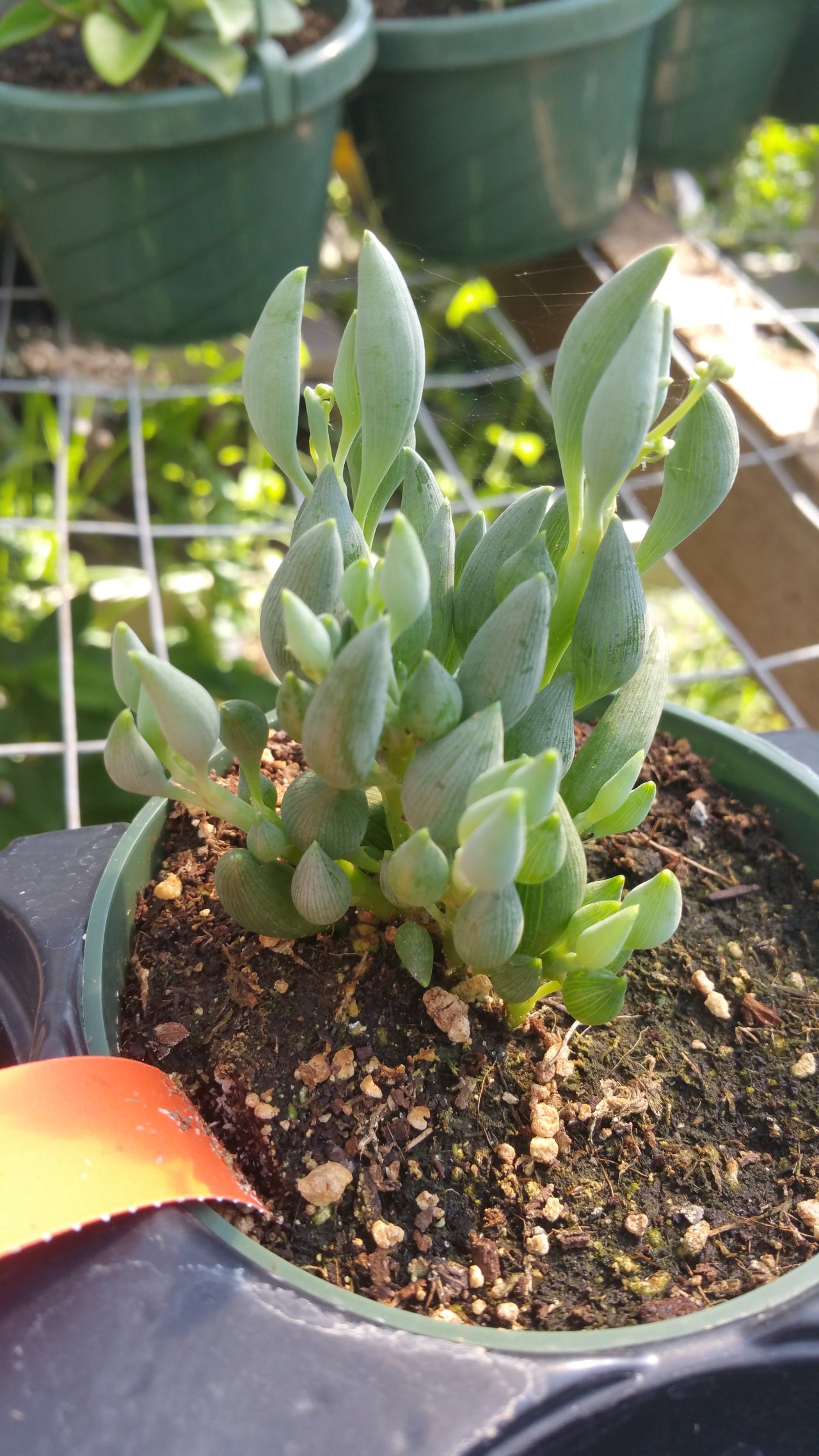 upright succulent Senecio citriformis --Upright String of Tears--