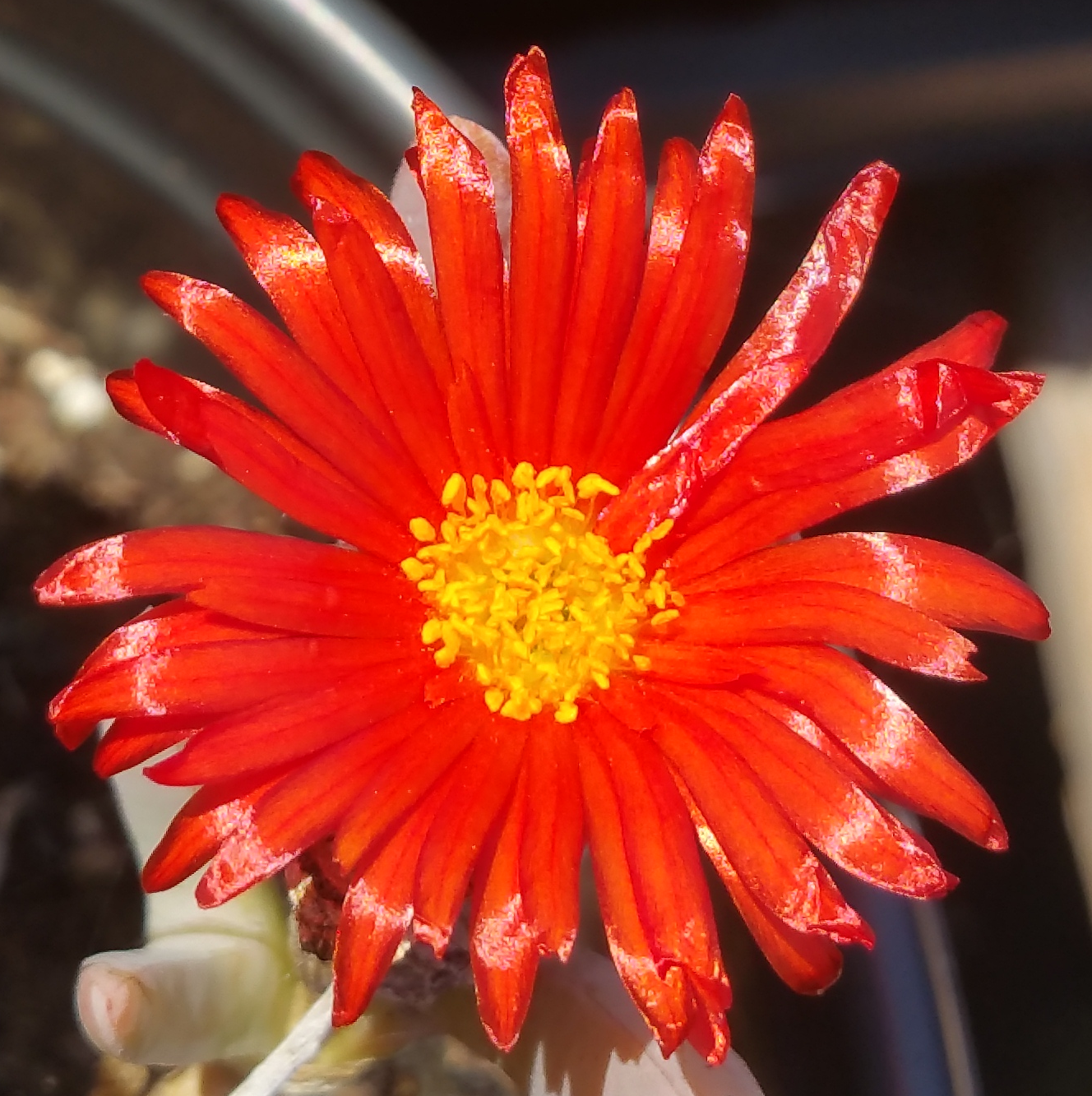 Malephora crocea --Red Rum Ice Plant--