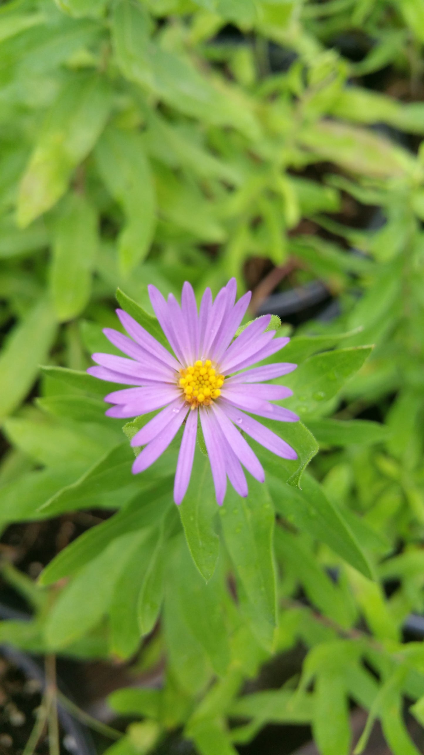 Symphyotrichum oblongifolium --Fall Aster--