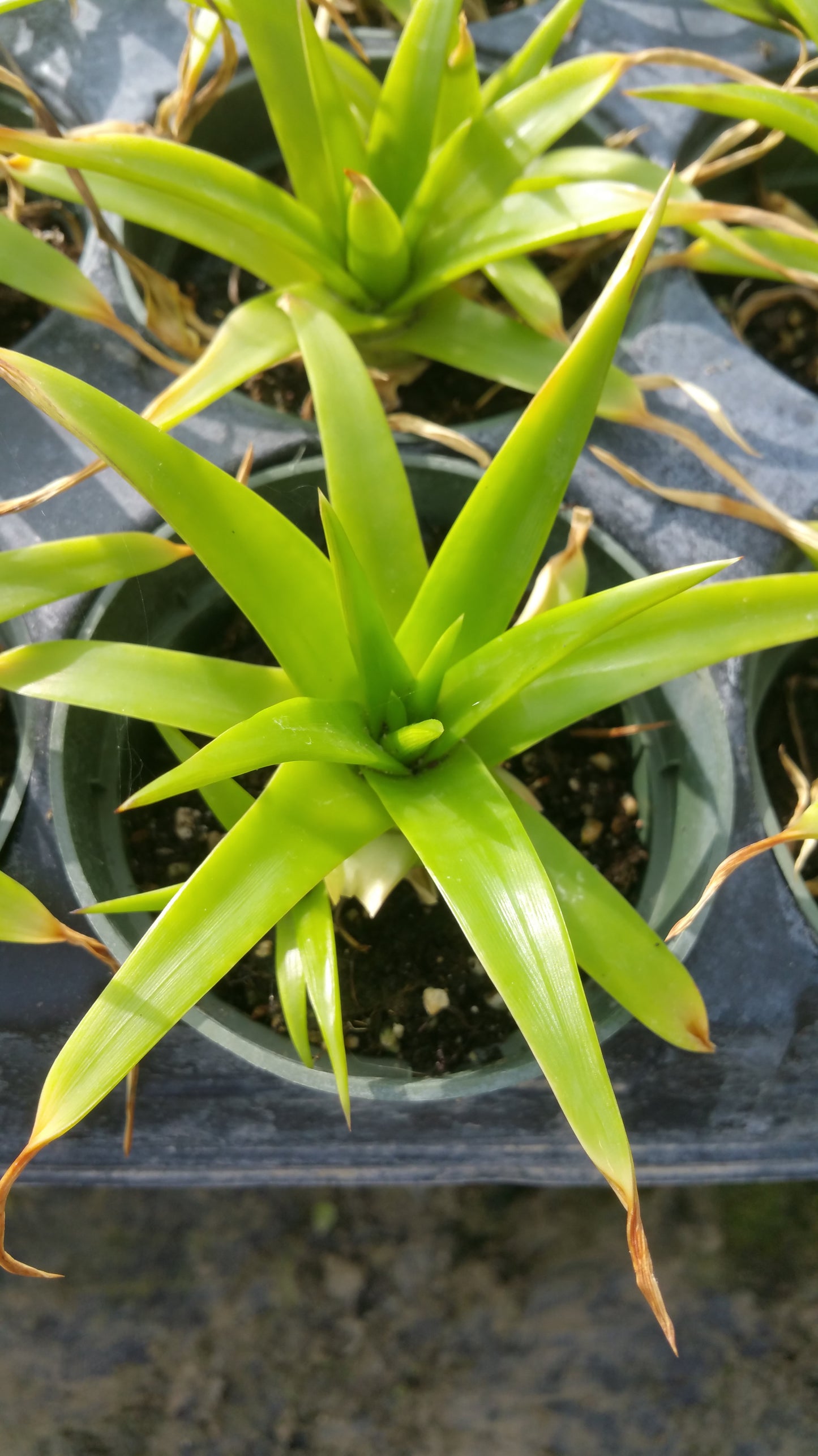 Dyckia encholirioides x brevifolia 'Naked Lady'