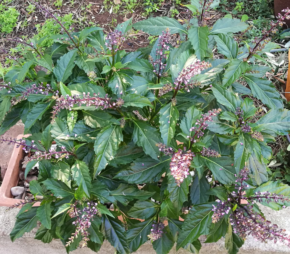 BASIL 'Green Pepper' --Ocimum selloi--