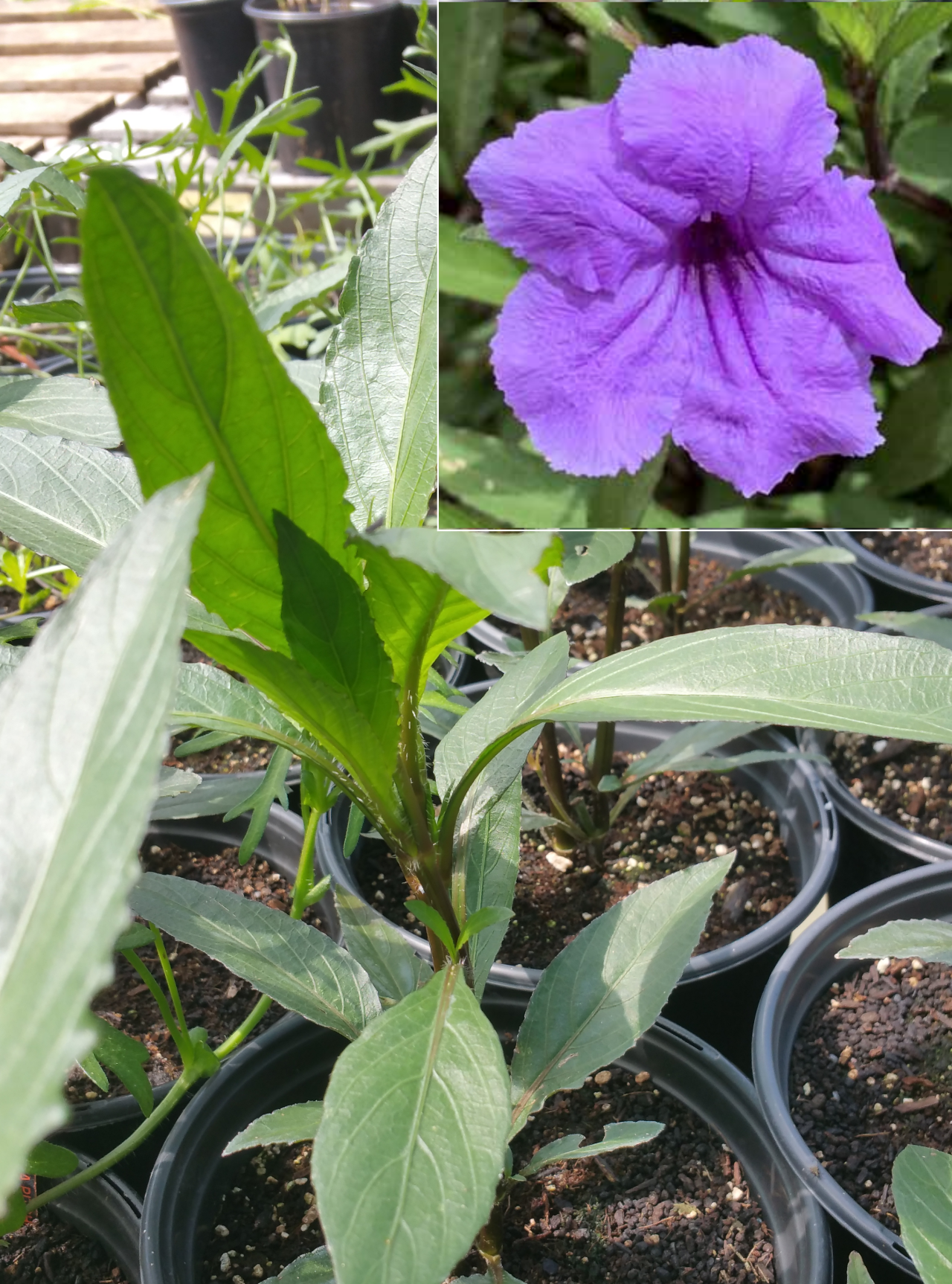 Ruellia brittoniana --Purple Showers Ruellia--