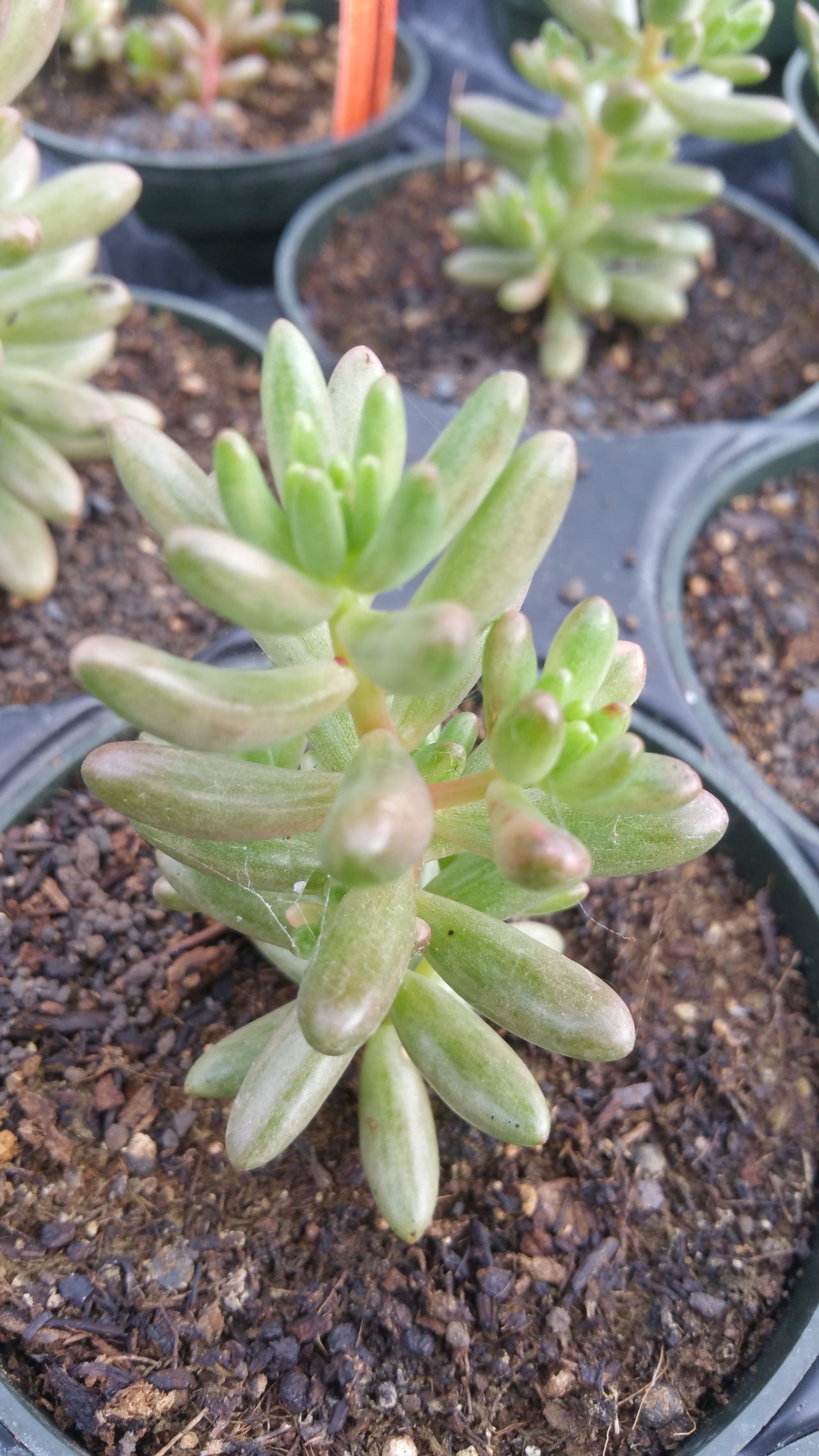 Sedum x rubrotinctum 'Aurora' --Pink Jelly Bean--