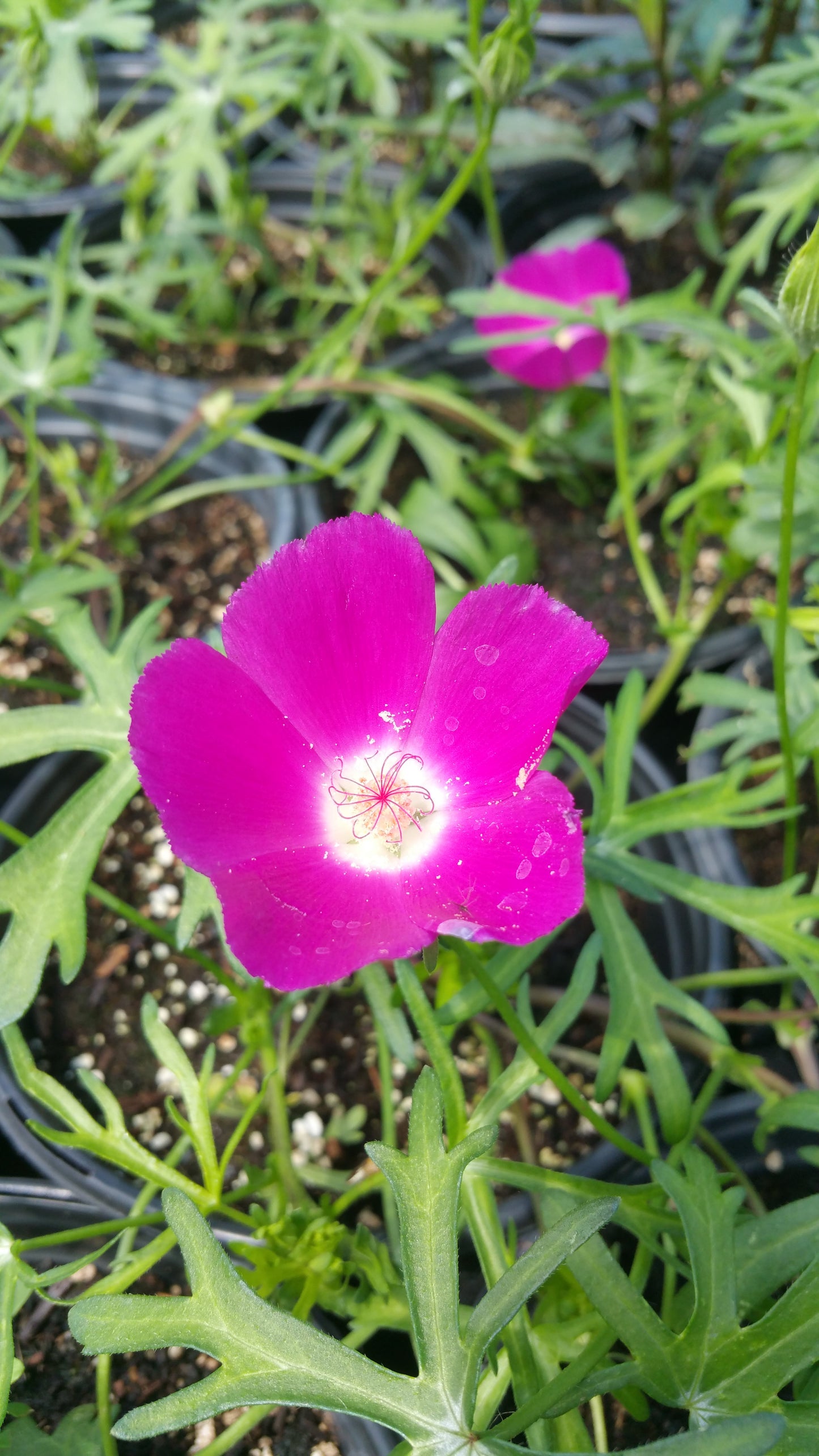 Callirhoe involucrata --Winecup--