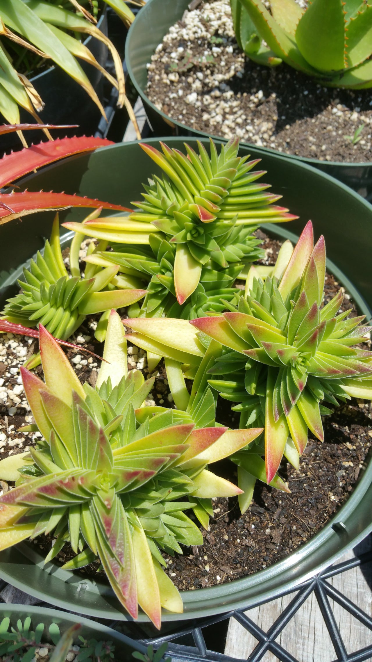 green pagoda succulent care Crassula corymbulosa --Red Pagoda--