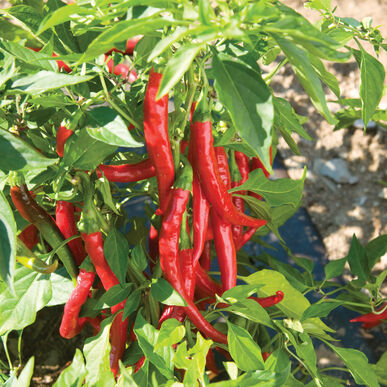 PEPPER 'Cayenne'