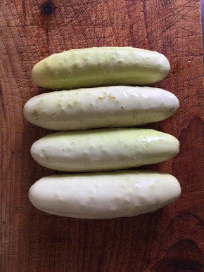 CUCUMBER 'Silver Slicer'