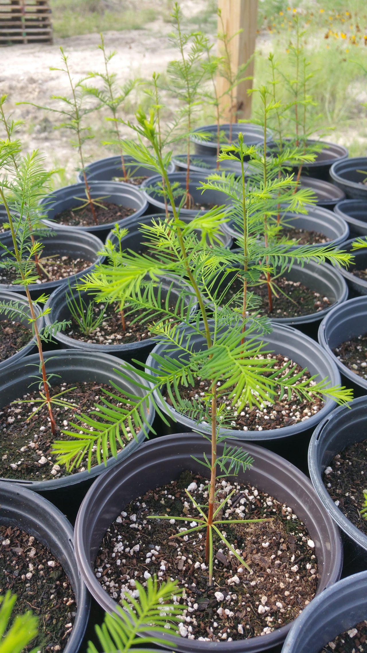 Taxodium distichum --Bald Cypress--