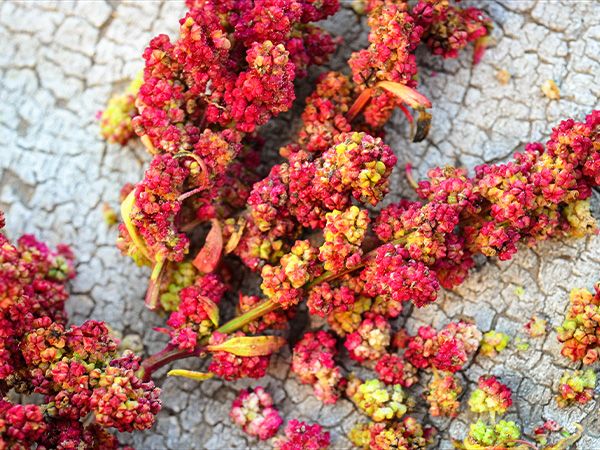 QUINOA 'Cherry Vanilla'