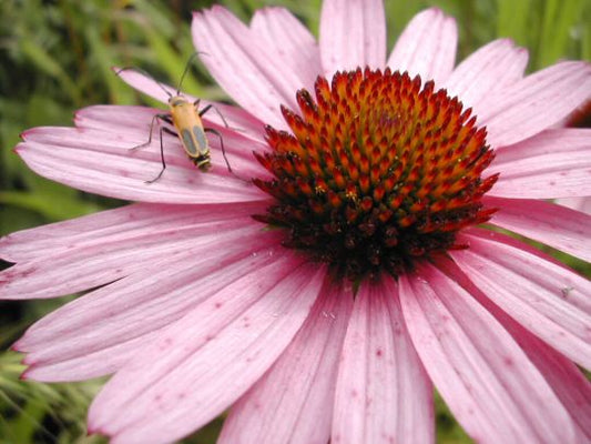 CONEFLOWER 'Tennessee' --Echinacea tennesseensis--