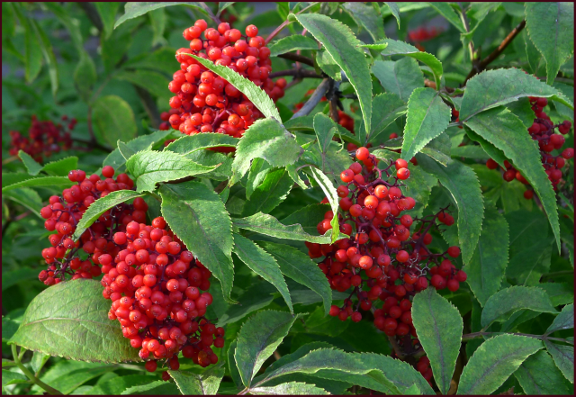 ELDERBERRY 'Red' --Sambucus racemosa--