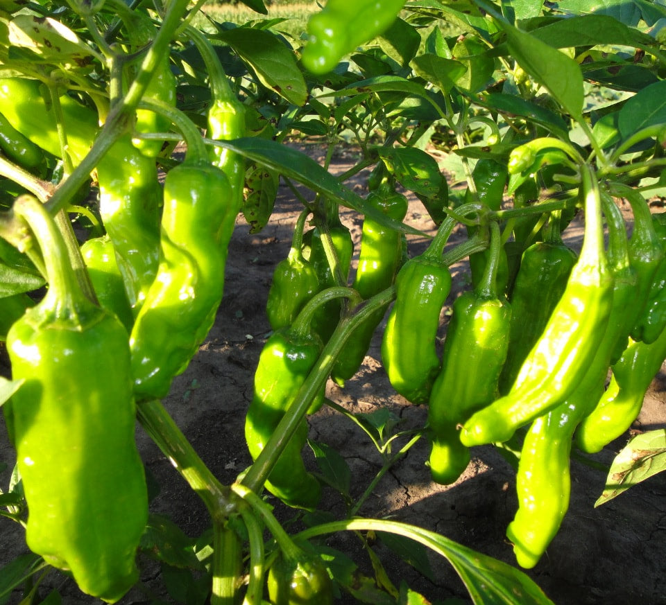 PEPPER 'Takara Shishito Sweet'