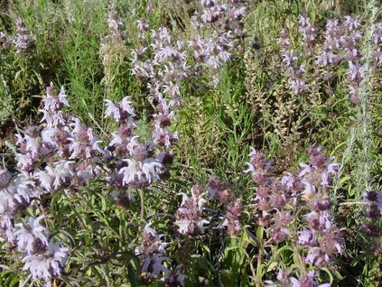 Monarda pectinata --Plains Lemon Bee Balm--