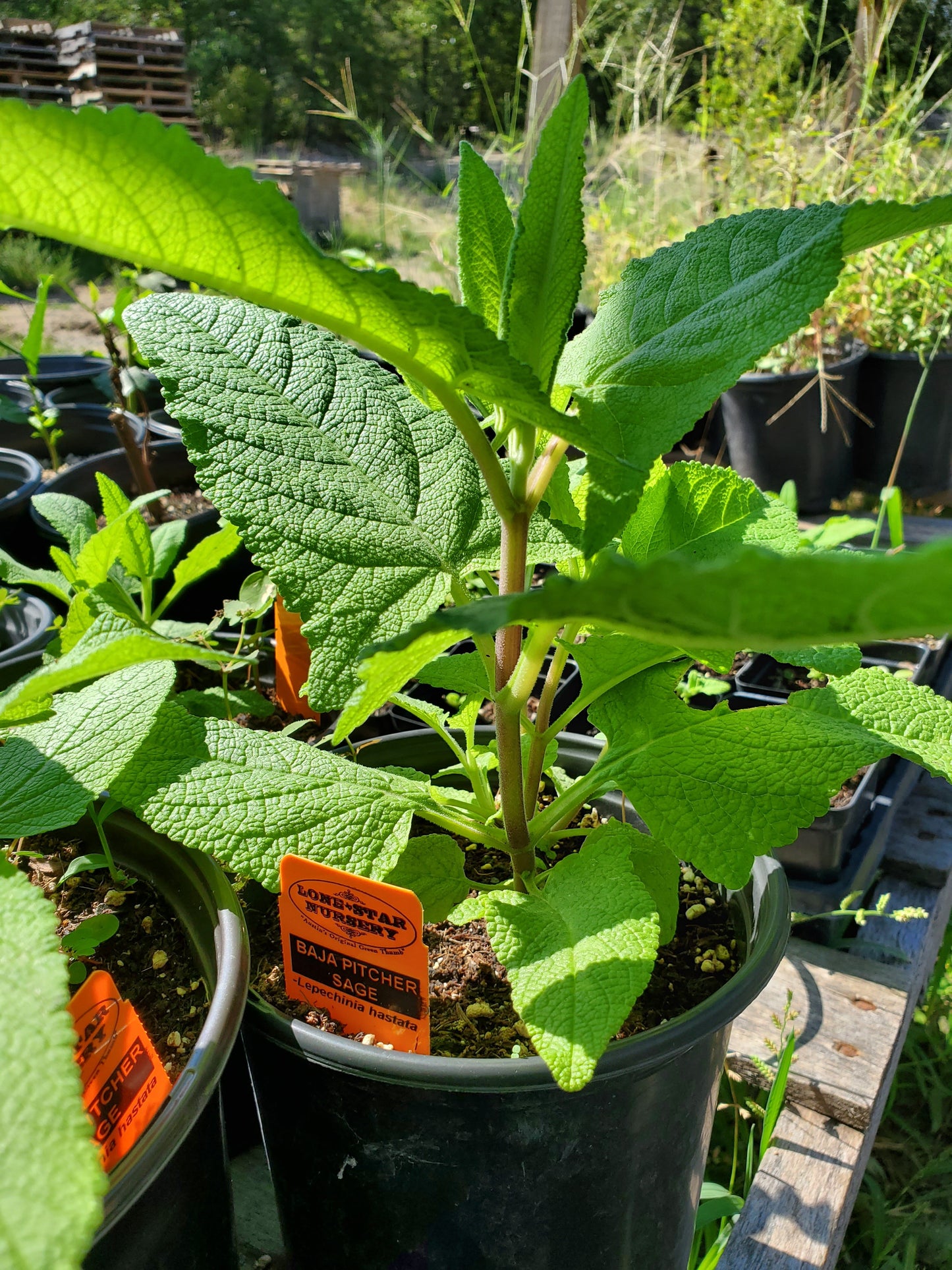 Lepechinia hastata --Baja Pitcher Sage--
