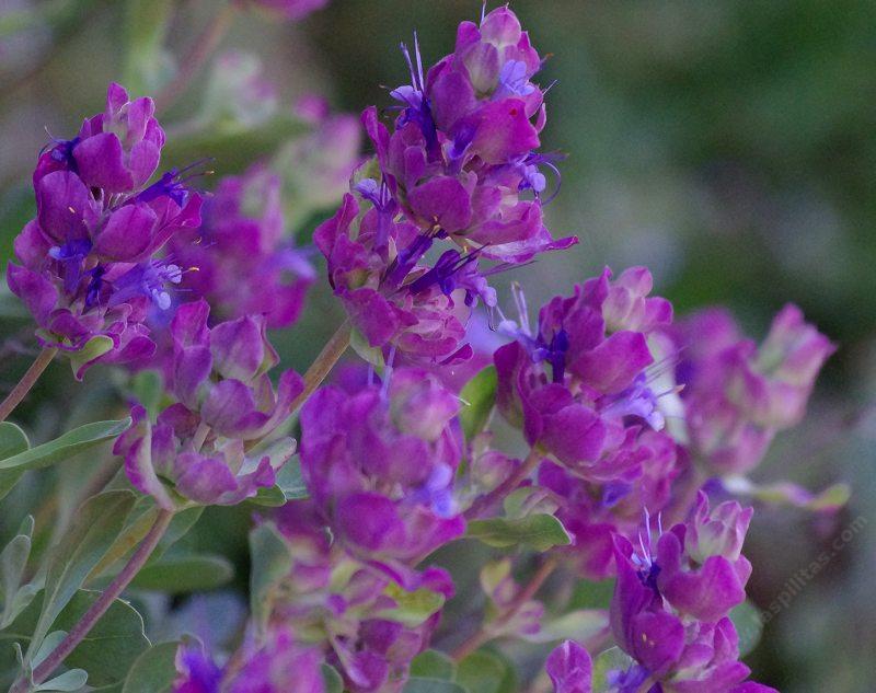 Salvia pachyphylla --Rose Sage--