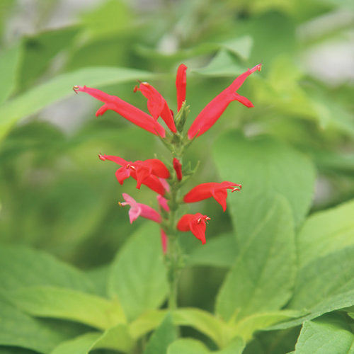 Salvia elegans --Pineapple Sage--