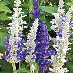 Salvia farinacea --Seascape Sage--