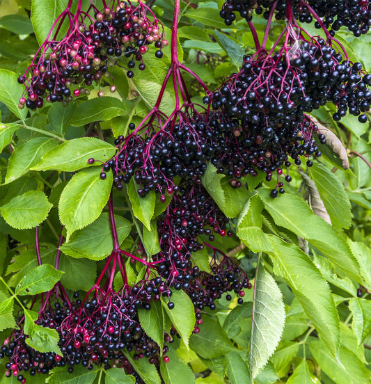 ELDERBERRY 'Black' --Sambucus nigra--