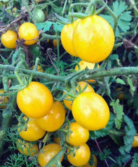 TOMATO 'Sara's Galapagos'