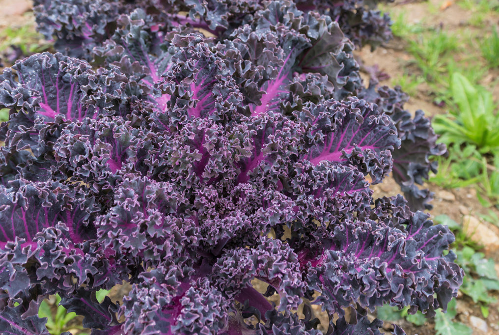 KALE 'Scarlet'