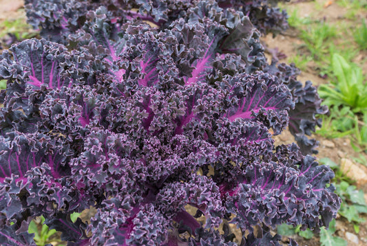 KALE 'Scarlet'
