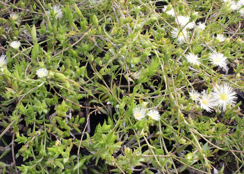 KANNA --Sceletium tortuosum--