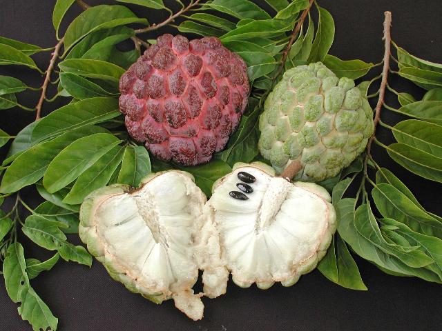 SWEETSOP --Annona squamosa--