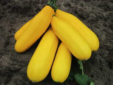 SQUASH 'Sebring'