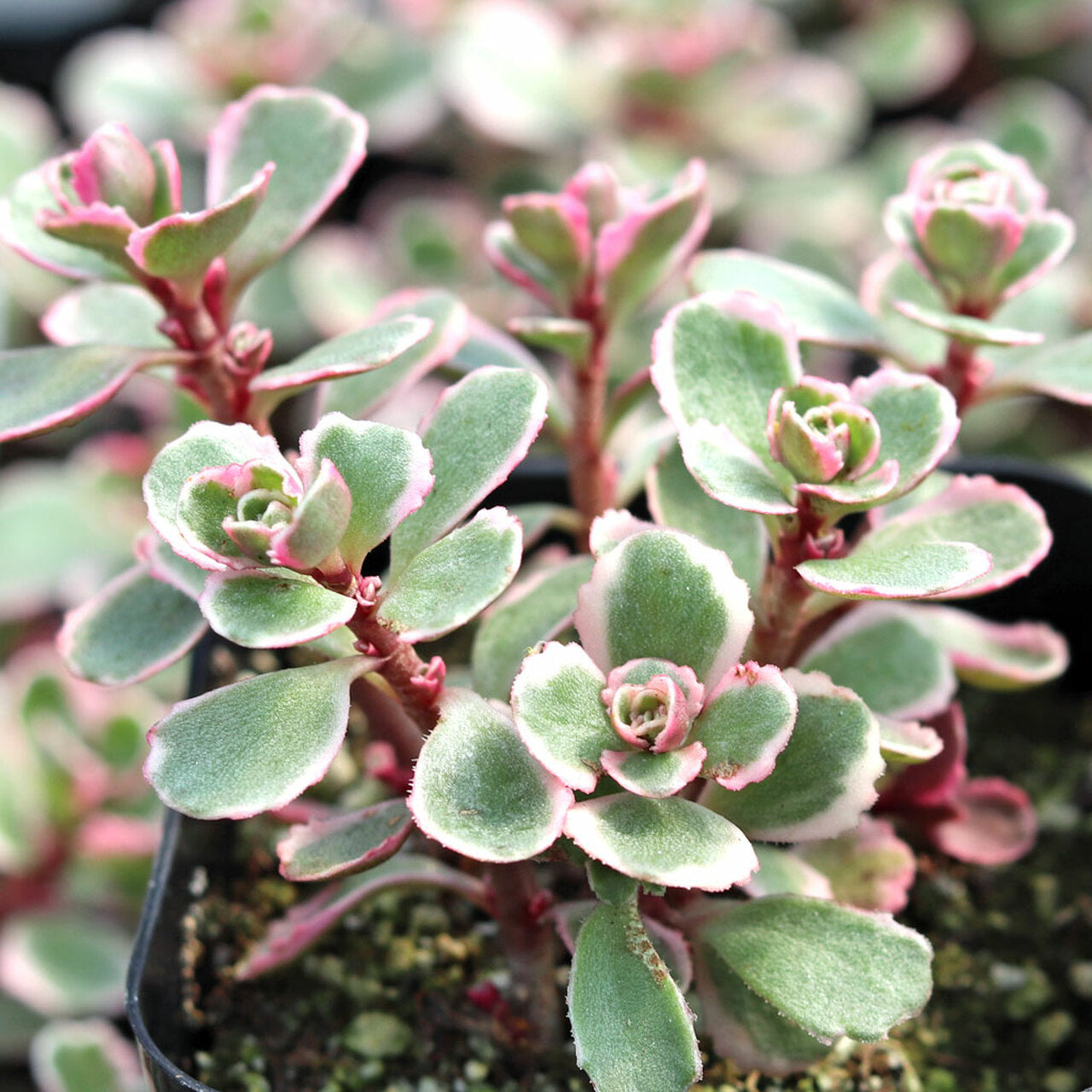Sedum spurium --Tricolor Stonecrop--