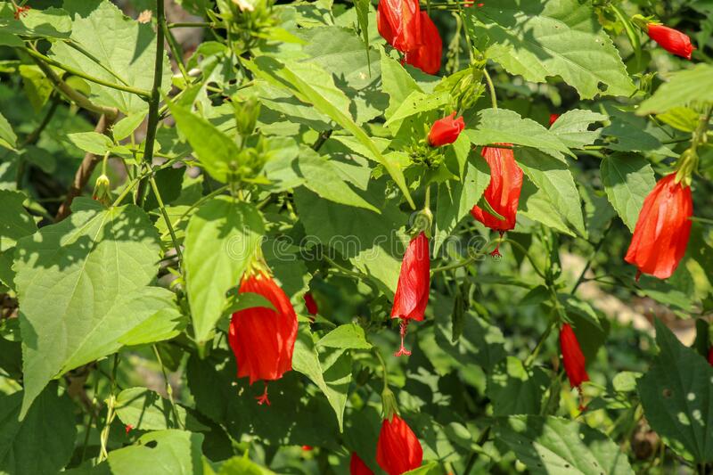 Malvaviscus arboreus --Red Mexican Turk's Cap--