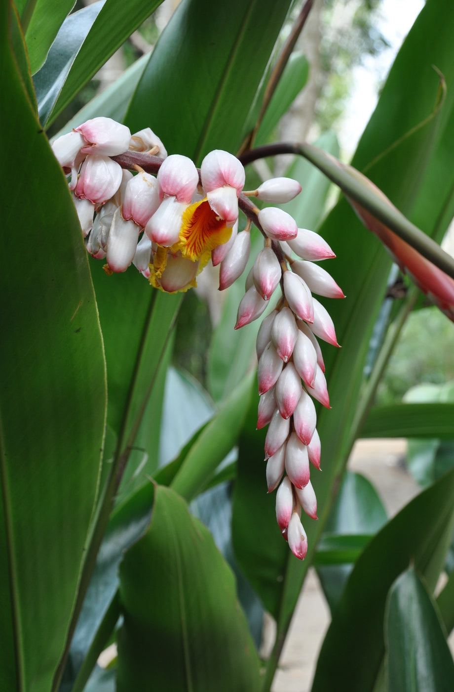 shell ginger indoor plant GINGER 'Shell' --Alpinia zerumbet--