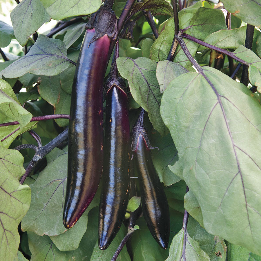 EGGPLANT 'Shikou'