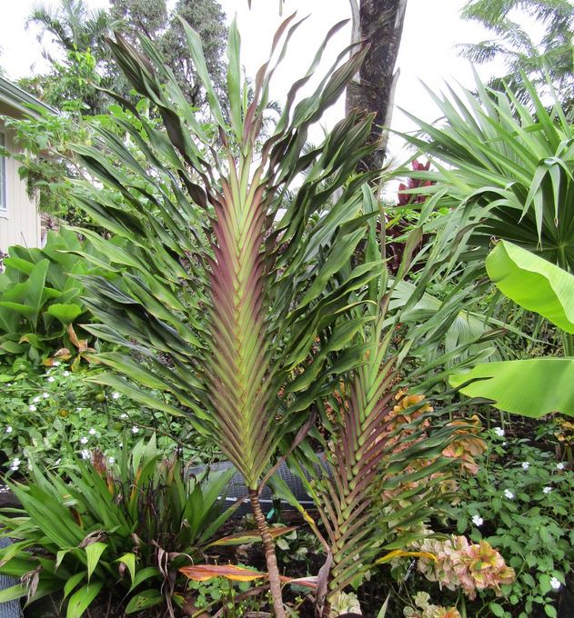 Cordyline terminalis 'Show Girl' --Singapore Twist Ti Plant--